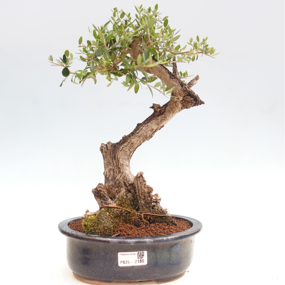 Pokojová bonsai - Olea europaea sylvestris -Oliva evropská drobnolistá