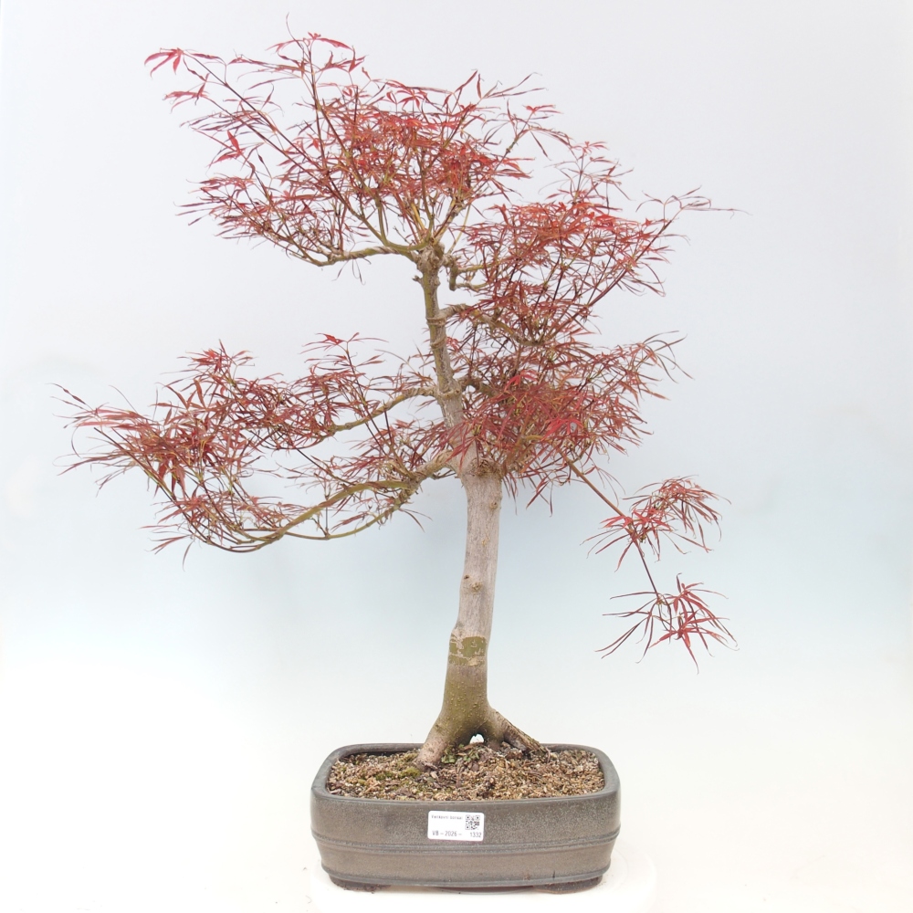 Venkovní bonsai - Javor dlanitolistý - Acer palmatum RED PYGMY