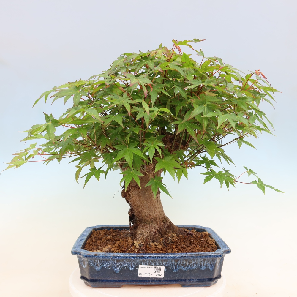 Venkovní bonsai - Javor Burgerův - Acer Burgerianum 