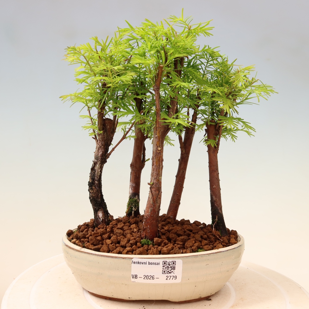 Venkovní bonsai - Metasequoia glyptostroboides - Metasekvoje čínská - lesík