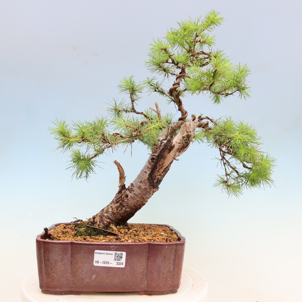 Venkovní bonsai -Larix decidua - Modřín opadavý 