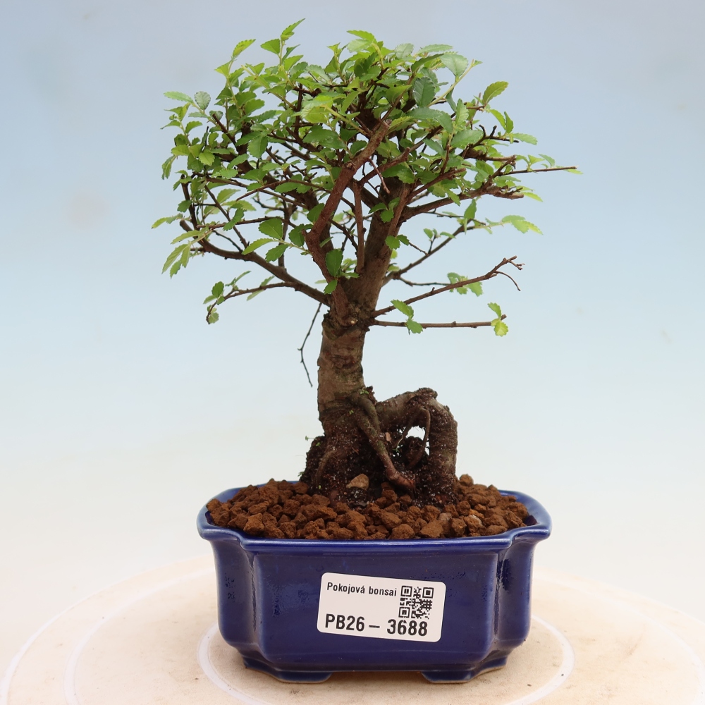 Pokojová bonsai - Ulmus parvifolia - Malolistý jilm