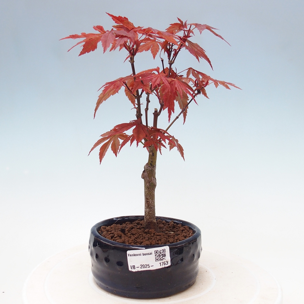 Venkovní bonsai - Acer palm. Atropurpureum-Javor dlanitolistý