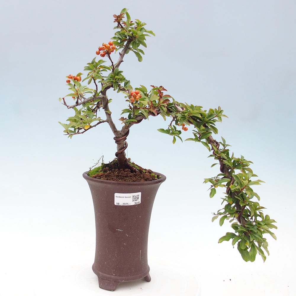 Venkovní bonsai-Pyracanta Teton -Hlohyně