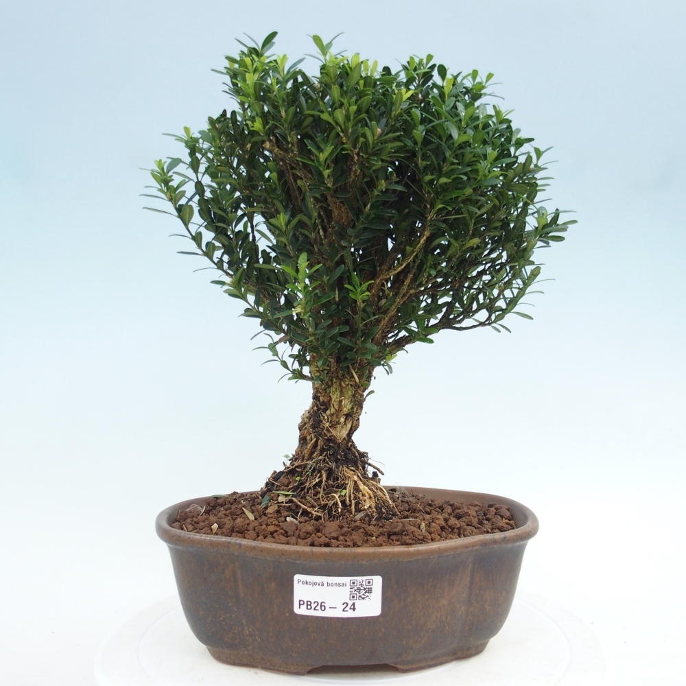 Pokojová bonsai - Buxus harlandii - korkový buxus