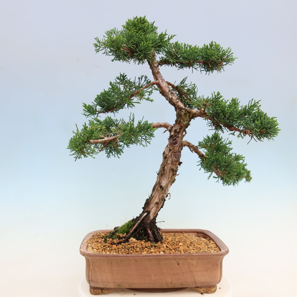 Venkovní bonsai - Juniperus chinensis Kishu -Jalovec čínský