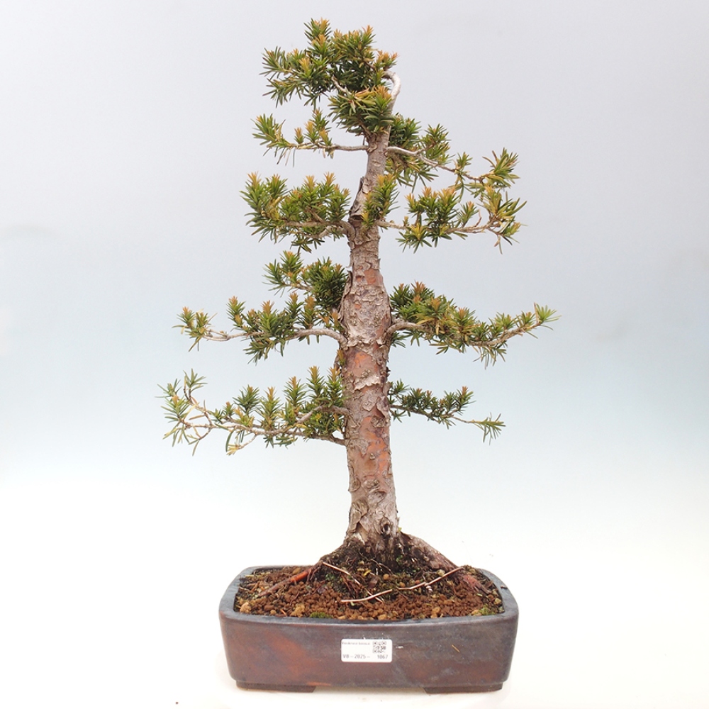Venkovní bonsai - Taxus cuspidata  - Tis japonský