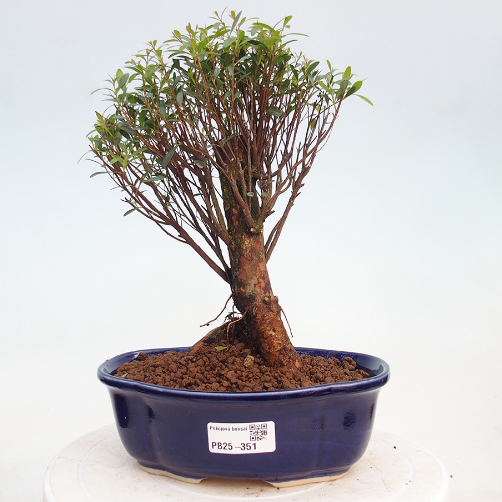Pokojová bonsai - Syzygium - Pimentovník