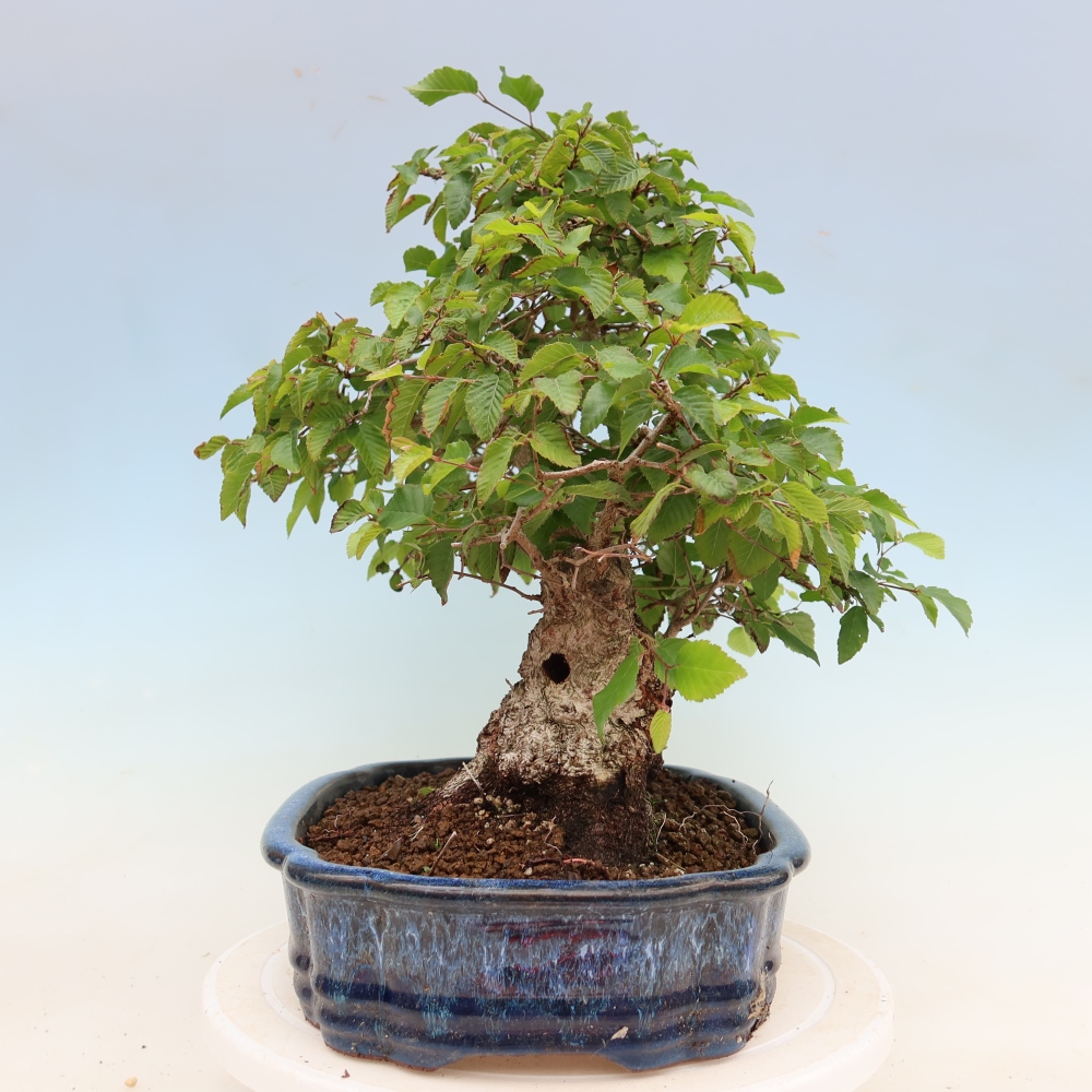 Venkovní bonsai -Carpinus Coreana - Habr korejský