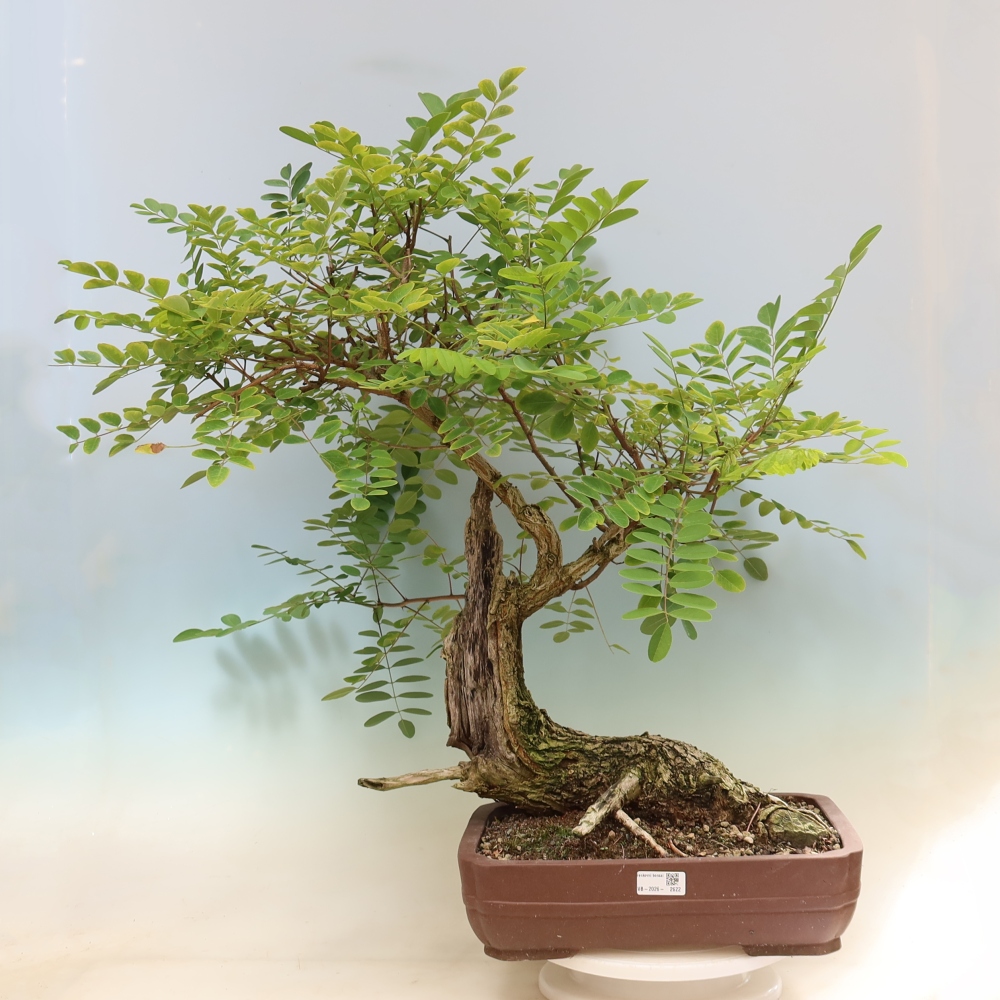 Venkovní bonsai - Trnovník  Akát - Robinia pseudoacacia
