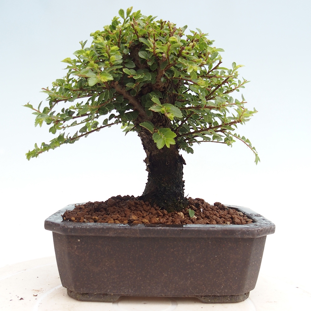 Venkovní bonsai - Ulmus parvifolia Hokkaido - jilm Čínský