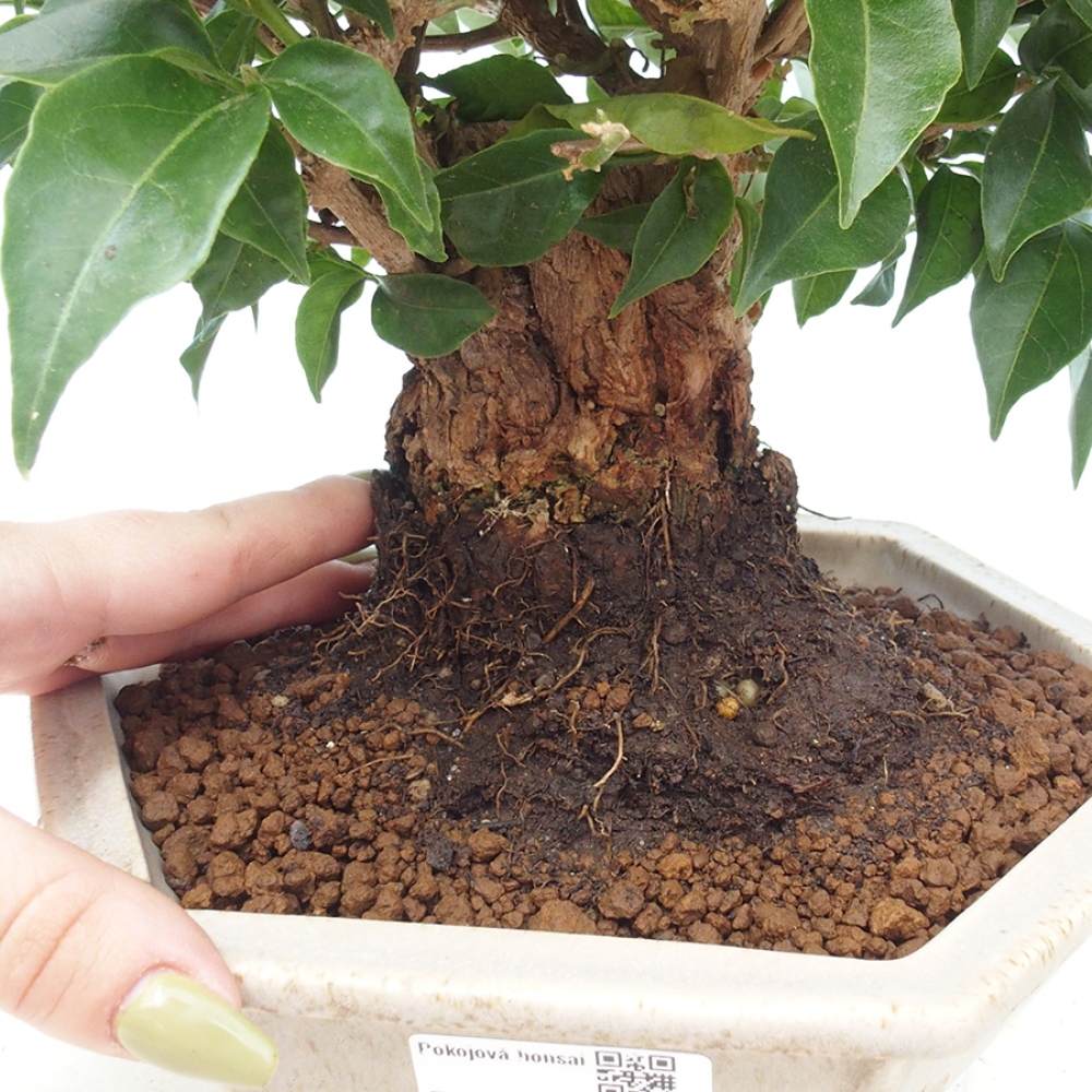 Pokojová bonsai - Bouganwilea