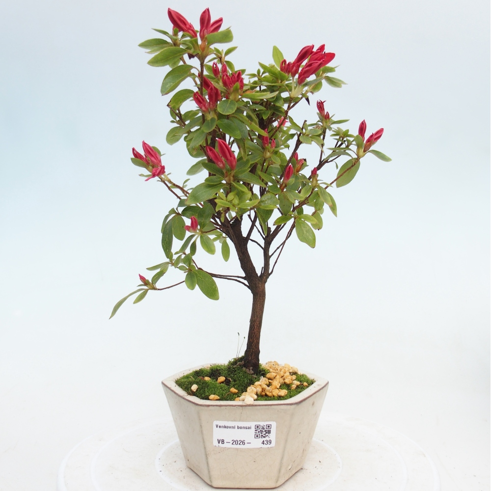 Venkovní bonsai - Japonská azalka - Azalea sp.