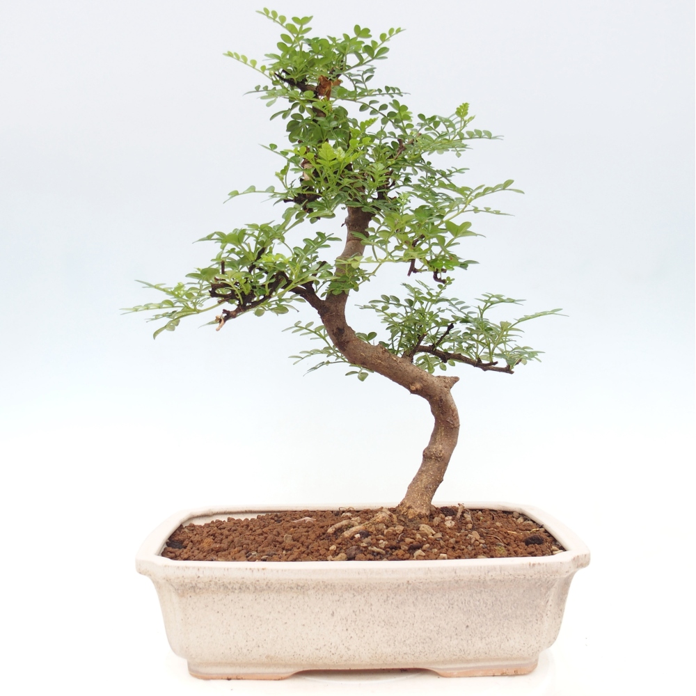 Pokojová bonsai - Zantoxylum piperitum - pepřovník