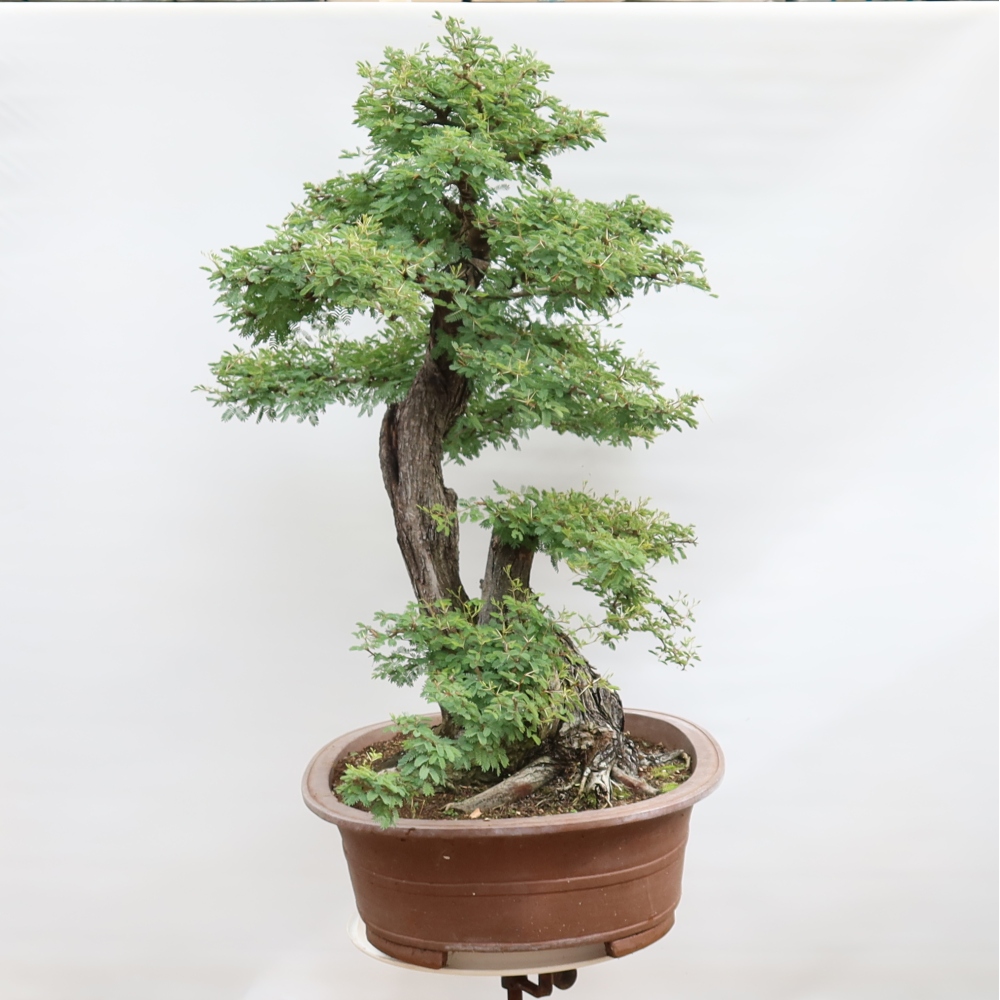 Pokojová bonsai - Akacia Arabica