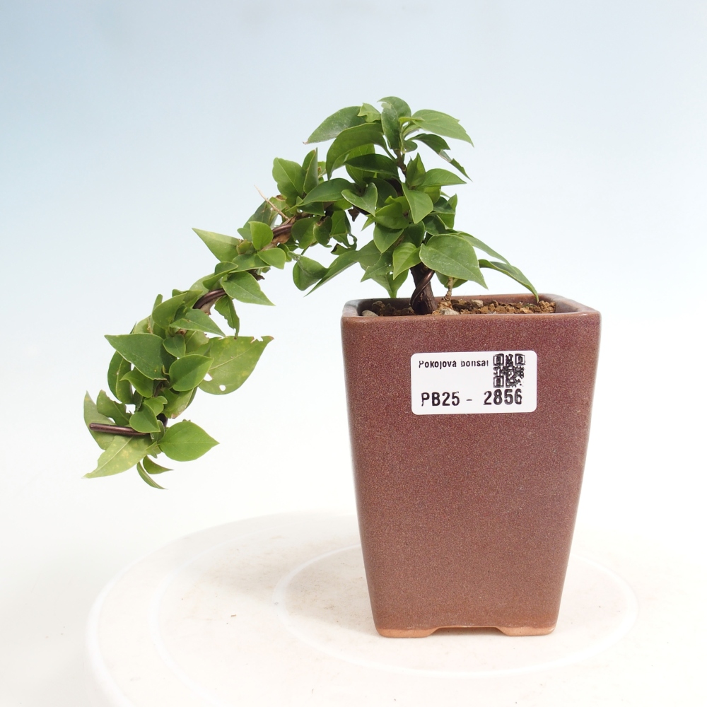 Pokojová bonsai - Bouganwilea