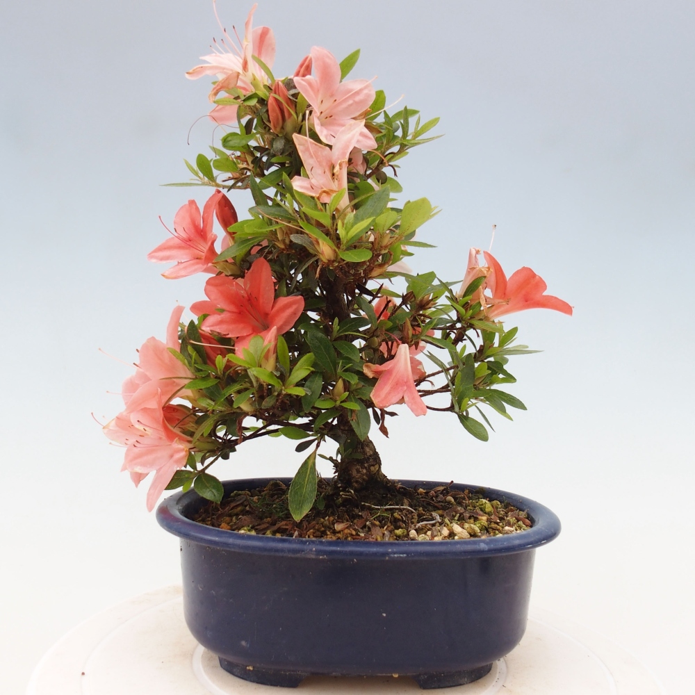 Venkovní bonsai - Japonská azalka - Azalea Nikko