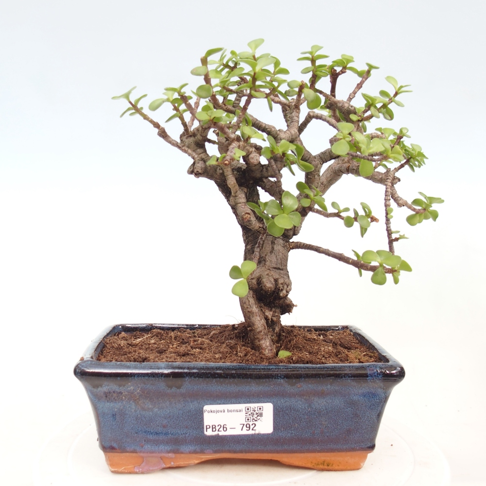Pokojová bonsai - Portulakaria Afra - Tlustice