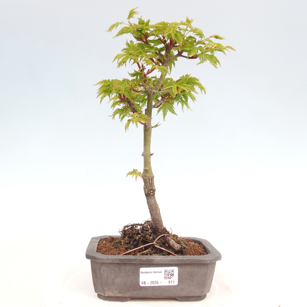 Venkovní bonsai -Javor malolistý SHISHIGASHIRA