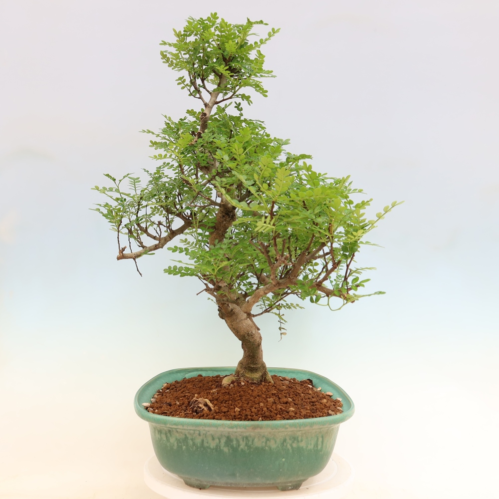 Pokojová bonsai - Zantoxylum piperitum - pepřovník