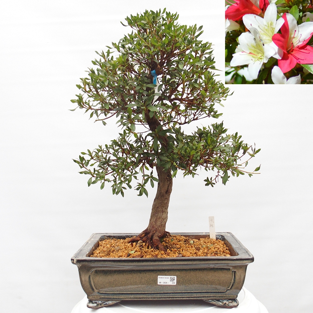 Venkovní bonsai - Japonská azalka - Azalea Chihiro