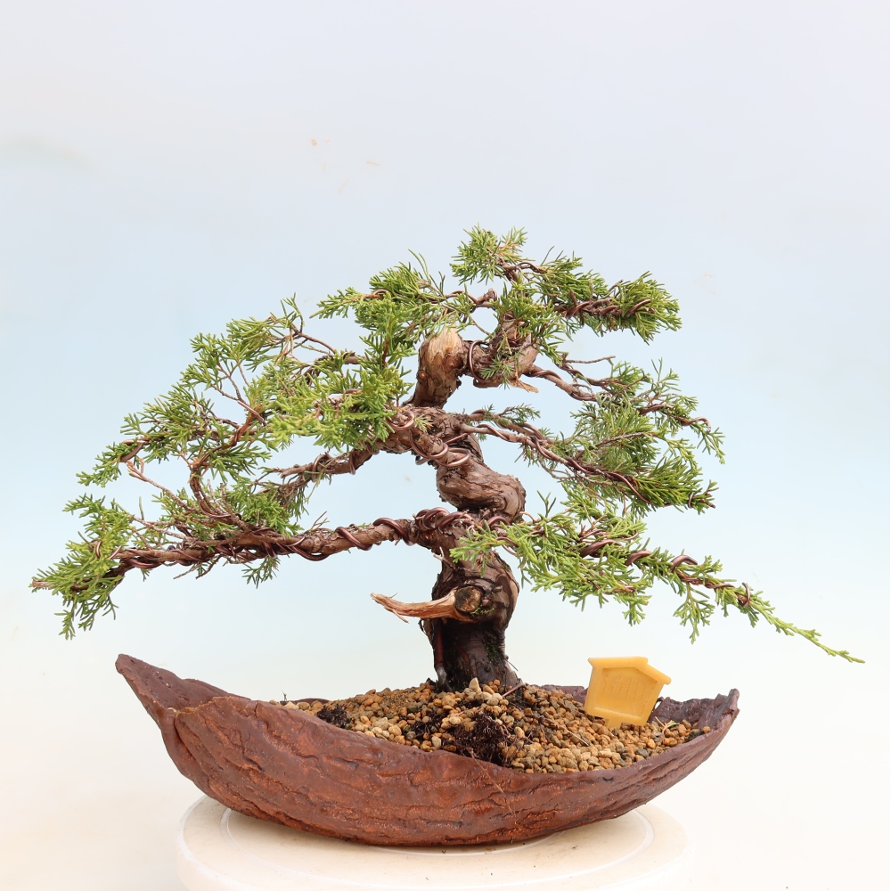 Venkovní bonsai - Juniperus chinensis Itoigawa-Jalovec čínský