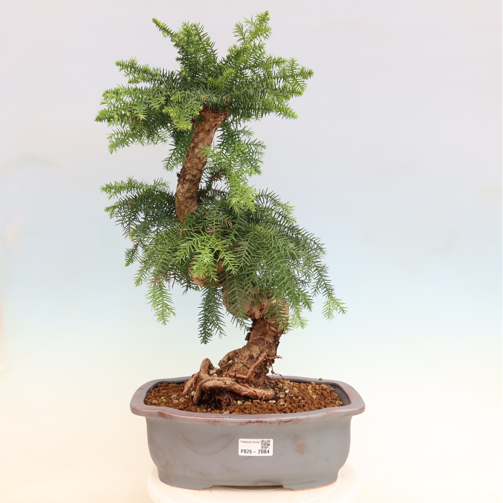 Pokojová bonsai - Araukarie - pokojový smrček