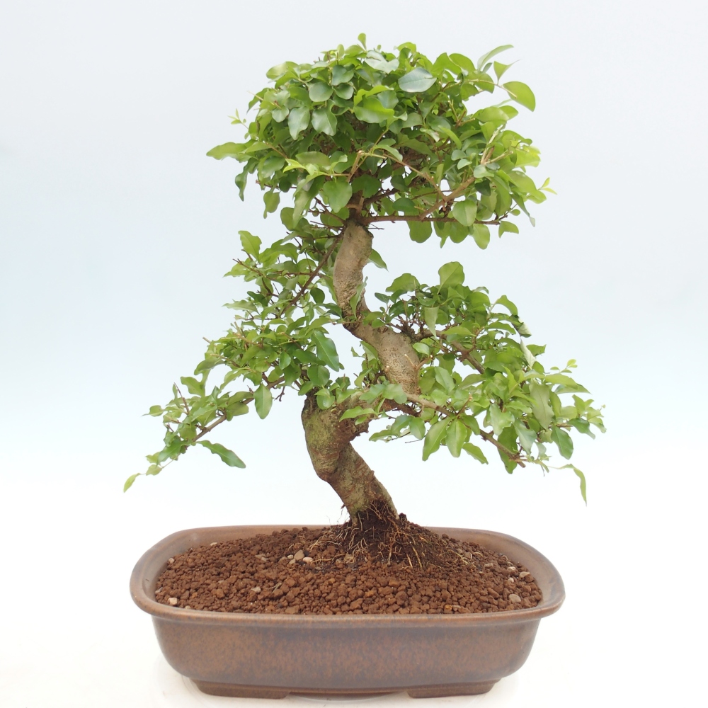 Pokojová bonsai -Ligustrum chinensis - Ptačí zob