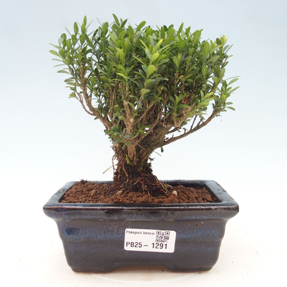 Pokojová bonsai - Buxus harlandii - korkový buxus