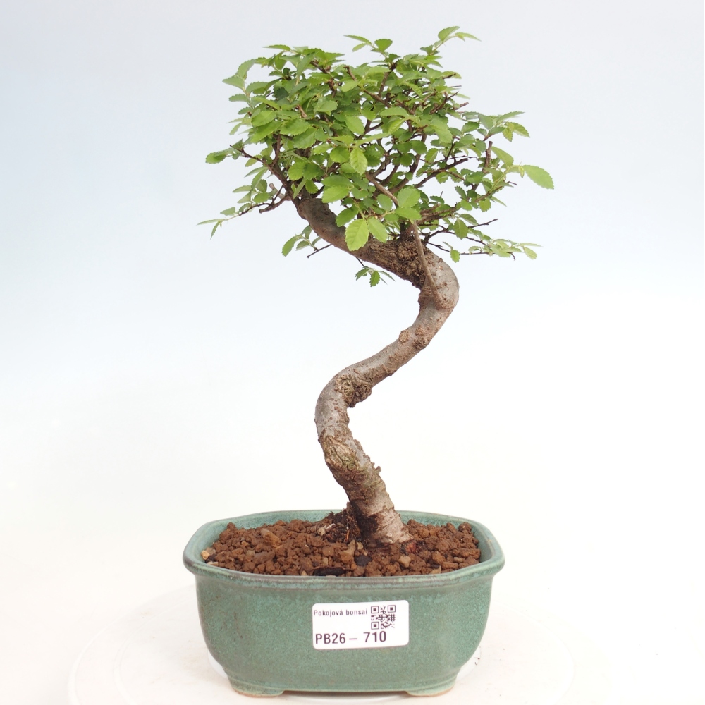 Pokojová bonsai - Ulmus parvifolia - Malolistý jilm