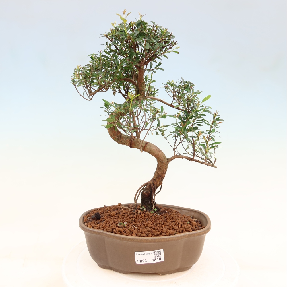 Pokojová bonsai - Syzygium - Pimentovník