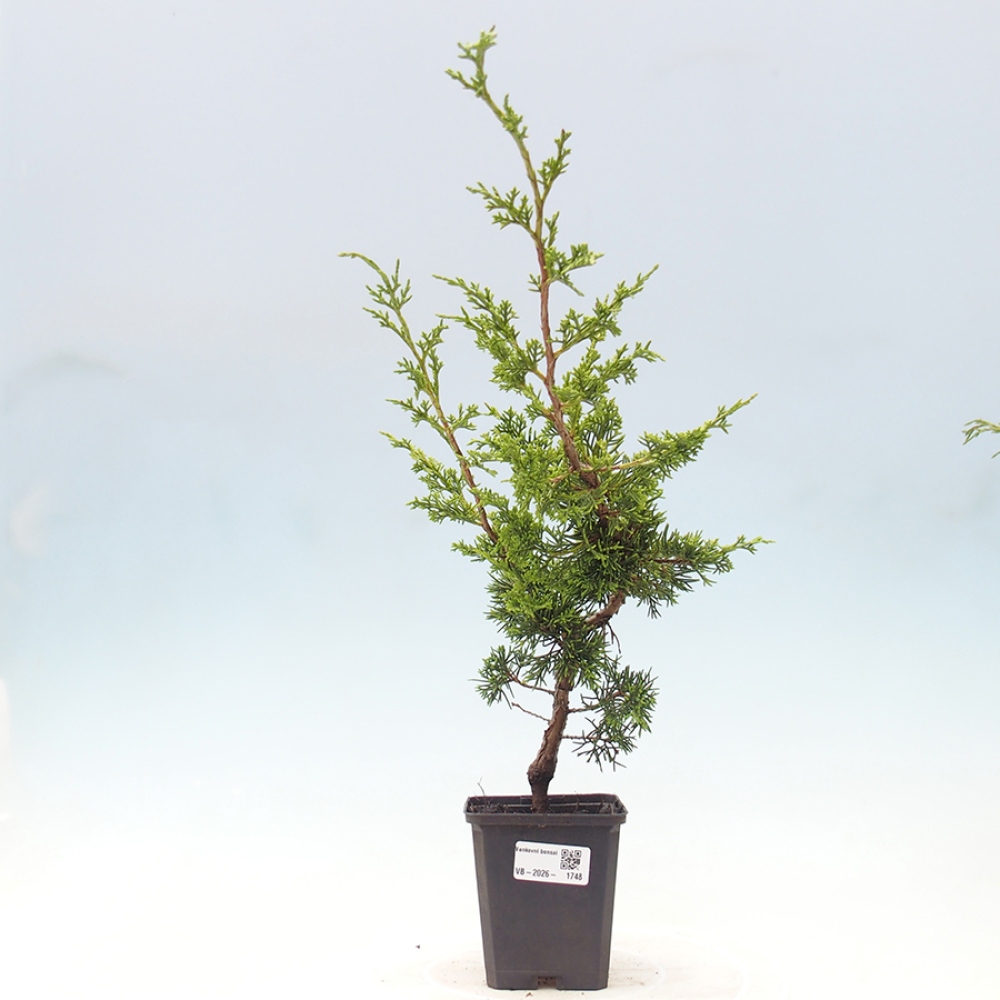 Venkovní bonsai - Juniperus chinensis Itoigawa -Jalovec čínský