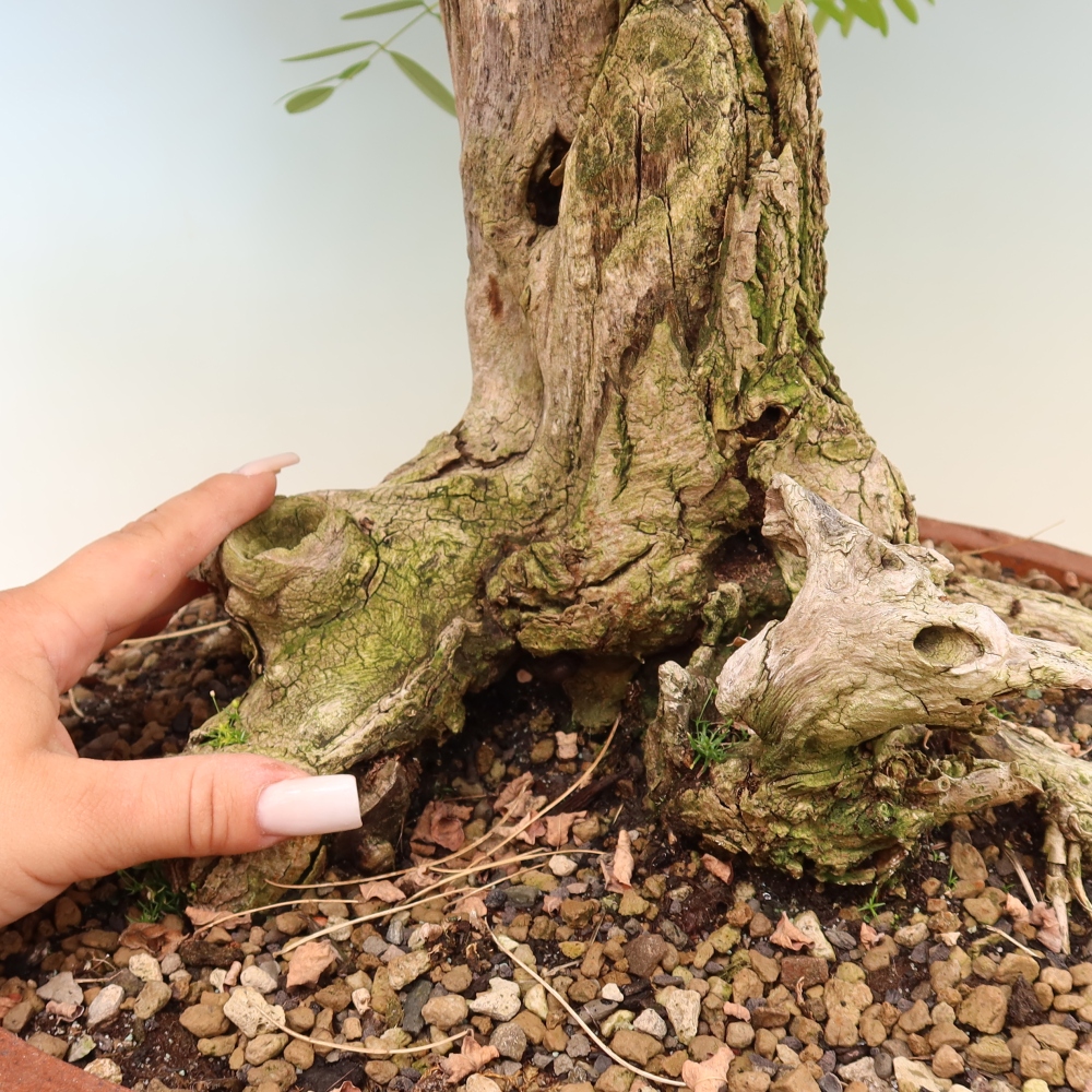 Venkovní bonsai - Trnovník  Akát - Robinia pseudoacacia