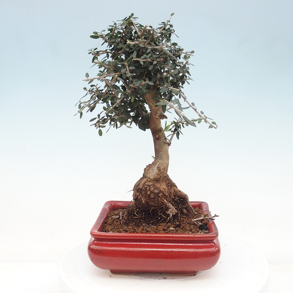 Pokojová bonsai - Olea europaea sylvestris -Oliva evropská drobnolistá