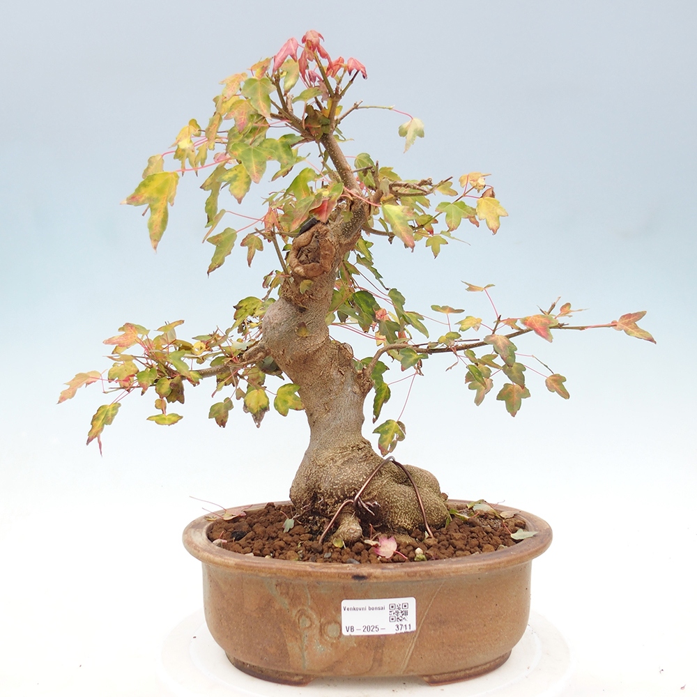 Venkovní bonsai - Acer Buergerianum - Javor Burgerův