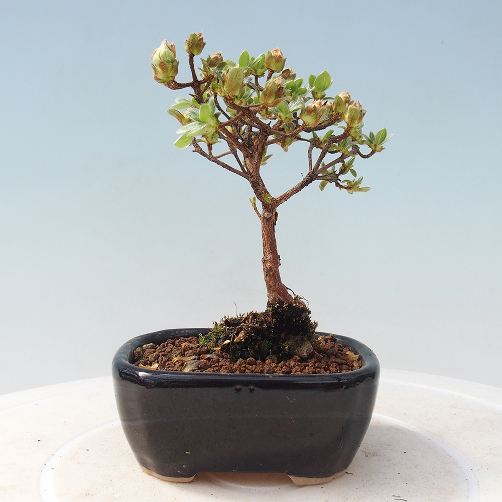 Venkovní bonsai - Rhododendron indicum - Japonská azalka