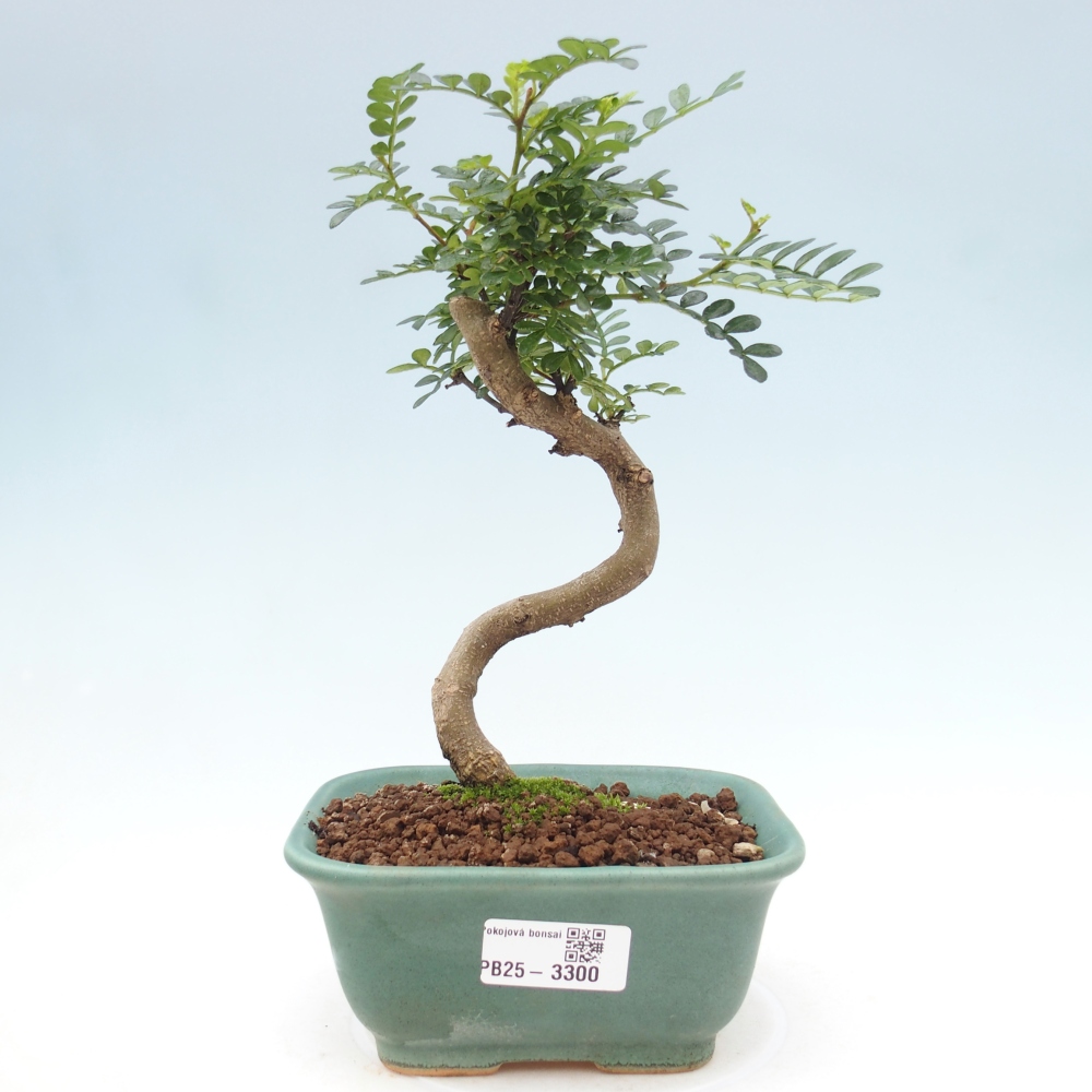 Pokojová bonsai - Zantoxylum piperitum - pepřovník
