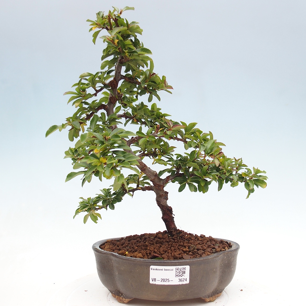 Venkovní bonsai-Pyracanta Teton -Hlohyně