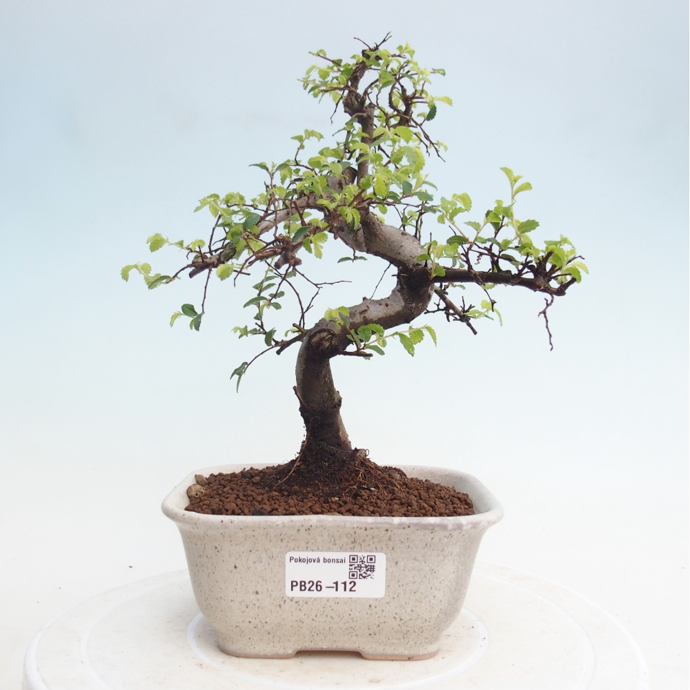 Pokojová bonsai - Ulmus parvifolia - Malolistý jilm