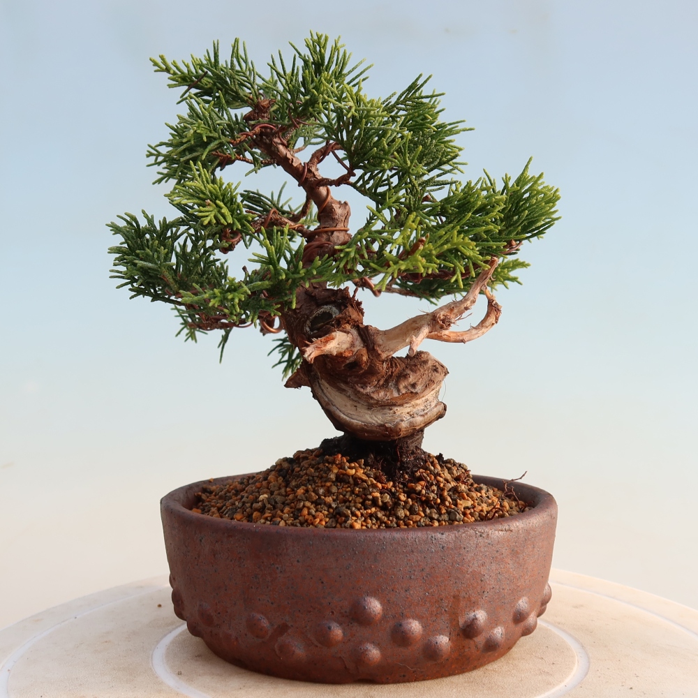 Venkovní bonsai - Juniperus chinensis Itoigawa -Jalovec čínský