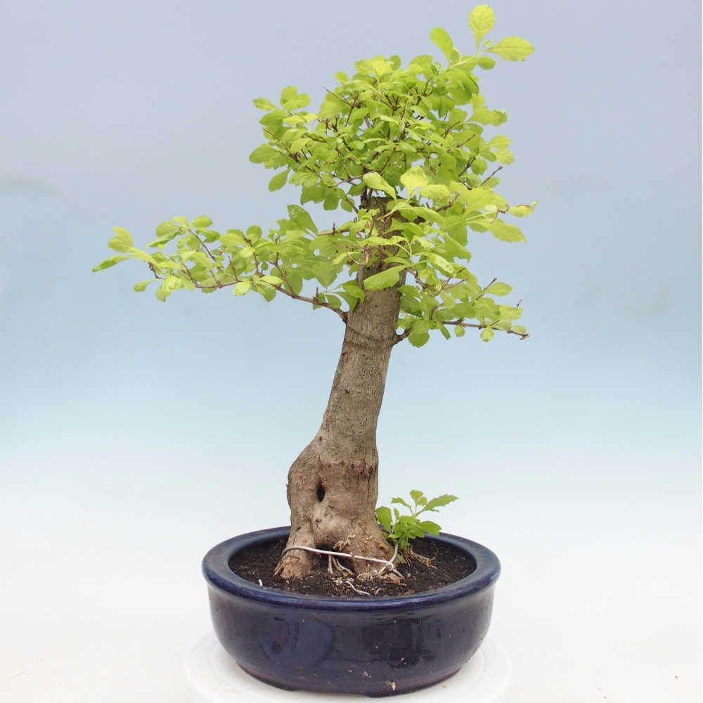 Pokojová bonsai - Duranta erecta Aurea