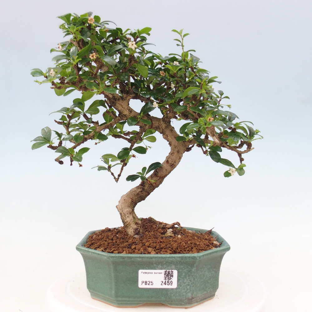 Pokojová bonsai - Carmona macrophylla - Čaj fuki