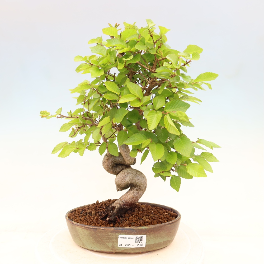 Venkovní bonsai -Carpinus coreana - Habr korejský
