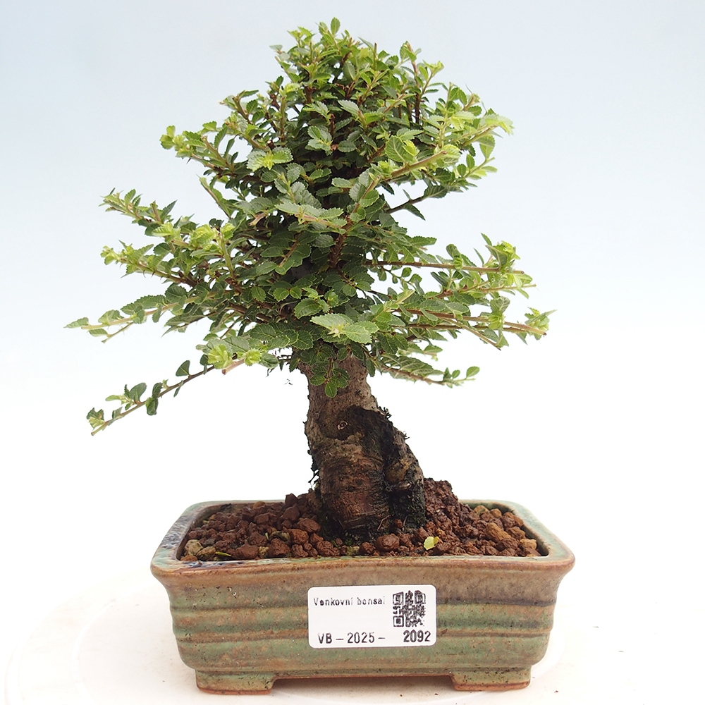 Venkovní bonsai - Ulmus parvifolia Hokkaido - jilm Činski