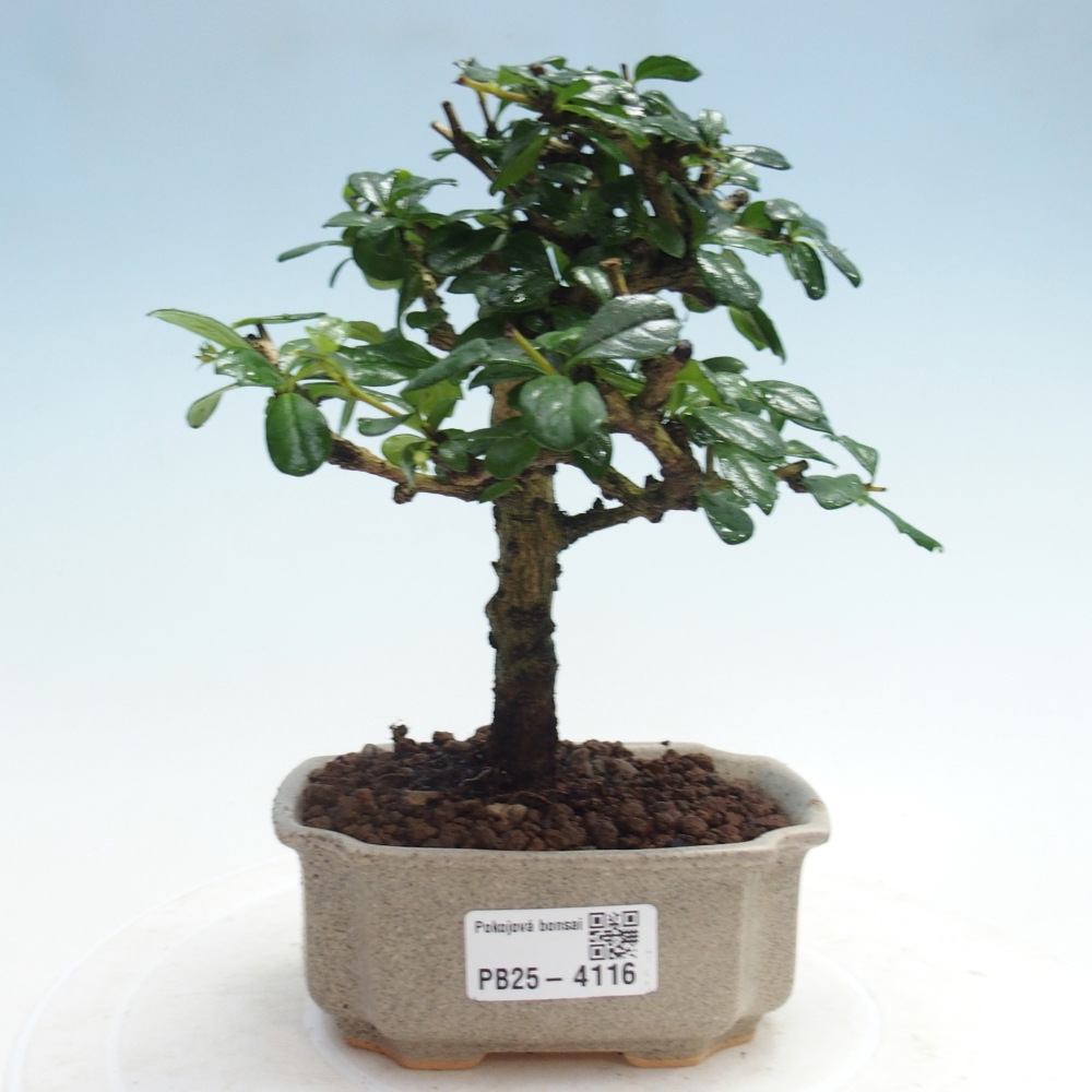 Pokojová bonsai - Carmona macrophylla - Čaj fuki