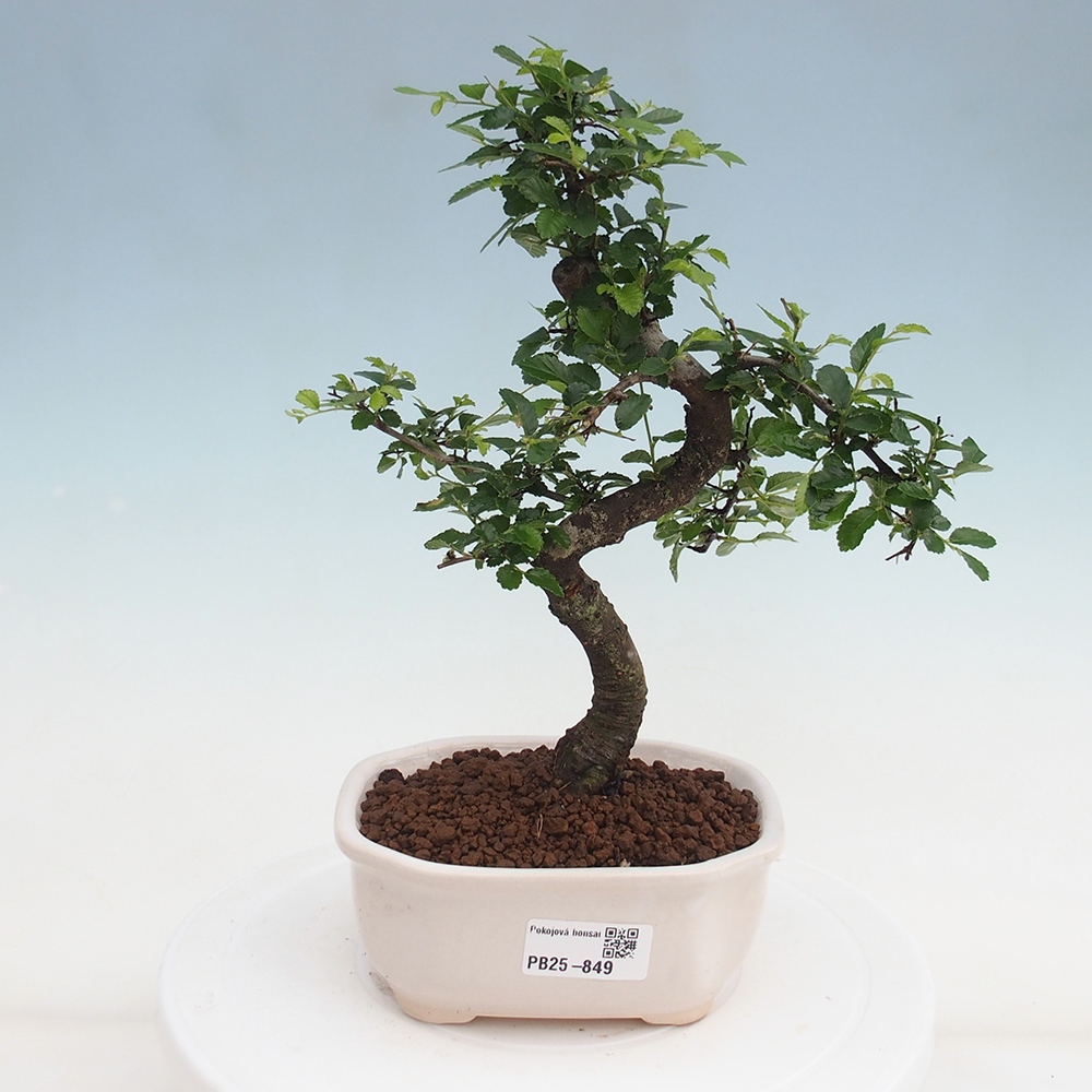 Pokojová bonsai-Malolistý jilm 