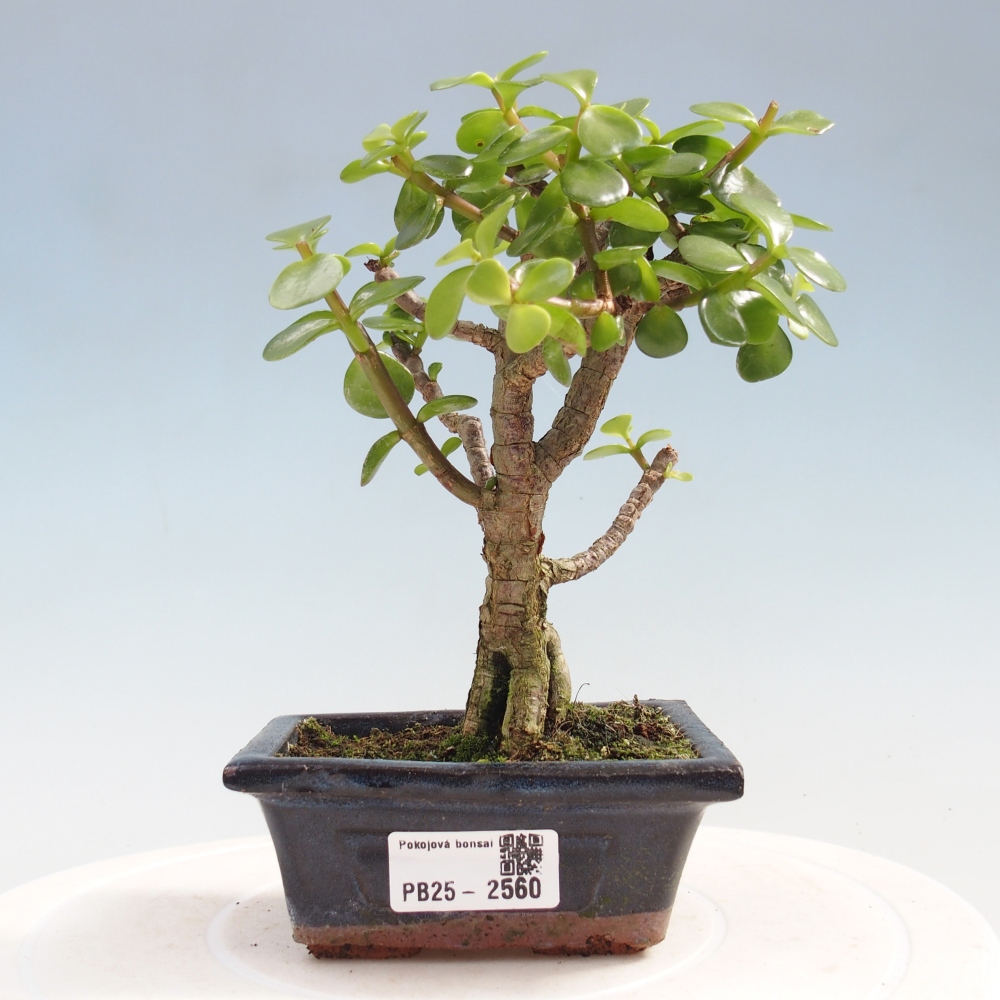 Pokojová bonsai - Portulakaria Afra - Tlustice