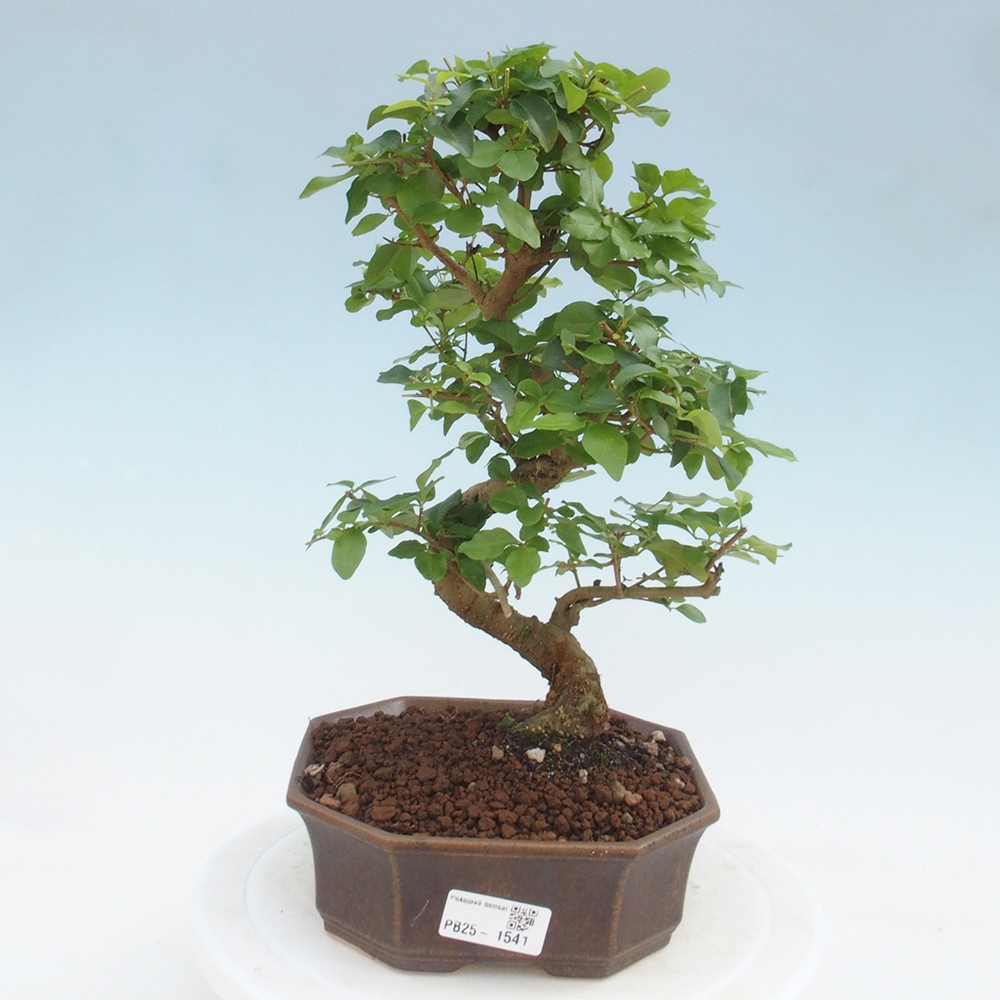 Pokojová bonsai -Ligustrum chinensis - Ptačí zob