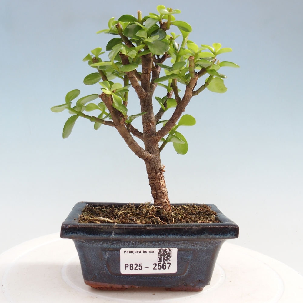 Pokojová bonsai - Portulakaria Afra - Tlustice