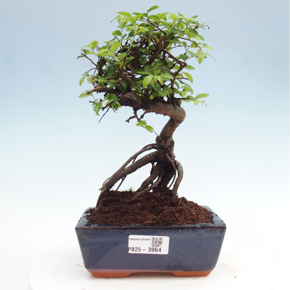 Pokojová bonsai - Ulmus parvifolia - Malolistý jilm